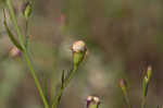 San Antonio false foxglove